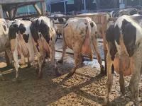 Cow, Holstein breed — photo 3