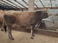 Cow, Swiss cattle — photo 1