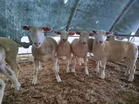 Ido, Ile-de-France sheep — sawirka 1