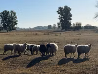 मेढ़ा, Racka sheep — फ़ोटो 2