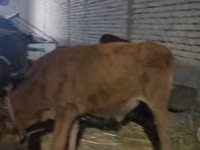Cow, Cattle — photo 4