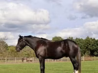 حصان, Percheron — الصورة 2