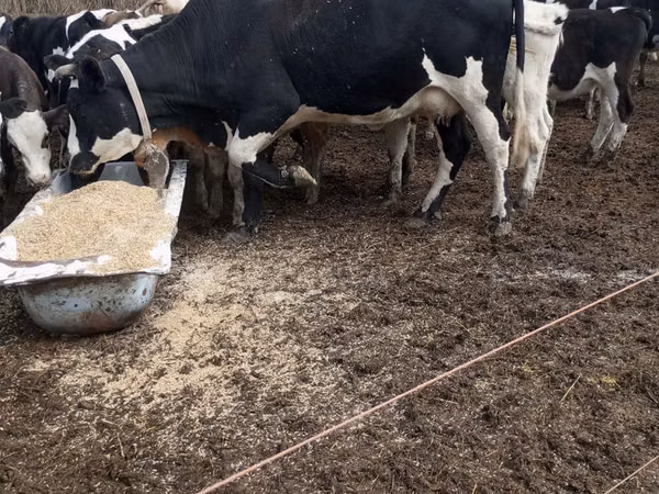 母牛, Holstein breed