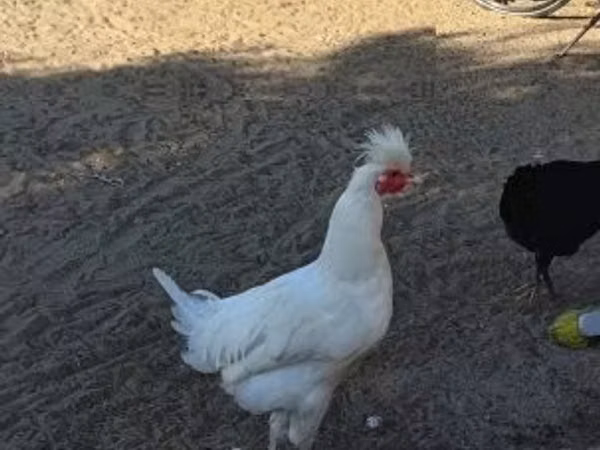 科索沃长啼鸡