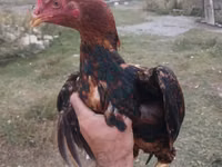 Chickens — 照片 2