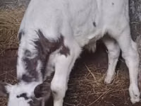 Bull, Cattle — photo 2