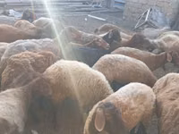 Sheep (batch, sex not specified), Sheep — photo 1