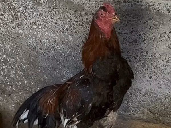 Chickens