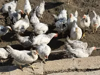 Chickens — 照片 2
