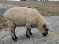 Ram, Hampshire sheep — photo 4