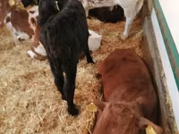 Ng'ombe (kikundi, jinsia haijatajwa), Simmental cattle — picha 4