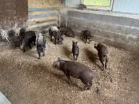 Boar — photo 3