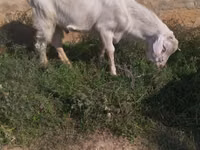 Mbuzi dume, Saanen goat — picha 2