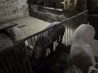 公猪, Pigs — 照片 2