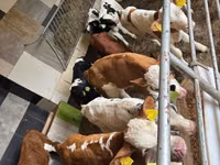 ثور, Simmental cattle — الصورة 1