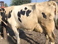 Cow, Swiss cattle — photo 3