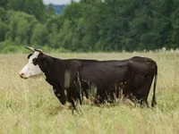 母牛, Yaroslavl cattle — 照片 2