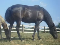 母马, Black Sea breed — 照片 2