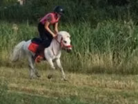 Faras, Shetland Pony — sawirka 7