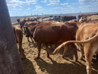 Vaca, Vaca de estepa roja — foto 1