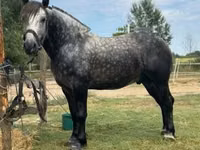Horse (M), Horses — photo 3