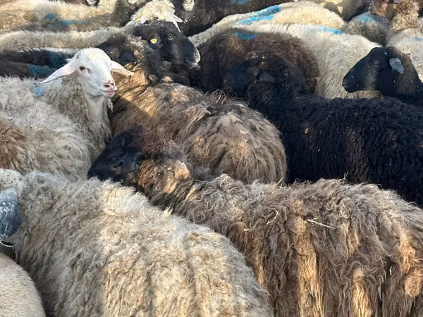母羊, Sheep