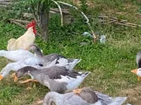Geese — फ़ोटो 4