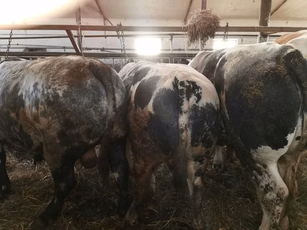 मवेशी (लॉट, लिंग निर्दिष्ट नहीं), Simmental cattle