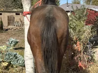 घोड़ा, Kyrgyz Horse — फ़ोटो 4