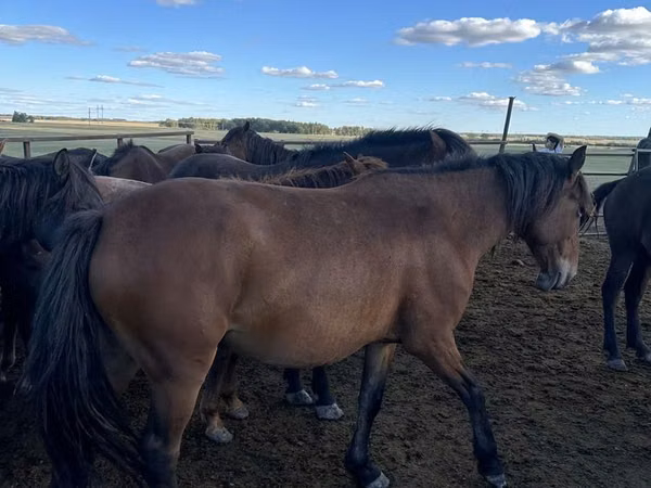 母马, Kazakh horse