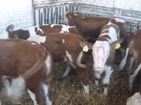 Bovinos (lote, sexo no especificado), Simmental cattle — foto 2