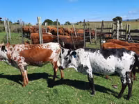 गाय, Nguni cattle — फ़ोटो 5