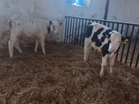 Bull, Cattle — photo 1