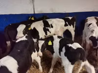 Toro, Russian Black pied cattle — foto 5