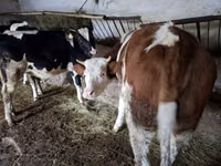 Ng'ombe jike, Russian Black pied cattle — picha 7