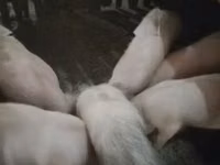 Хряк, Свиньи — фото 3