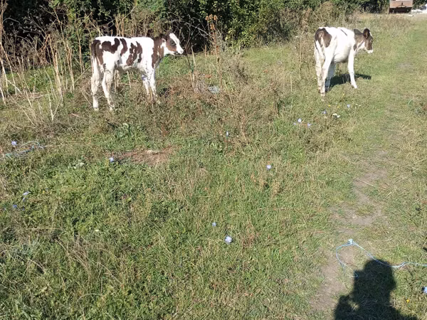 公牛, Cattle