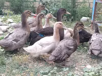 रूएन — फ़ोटो 1