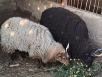 Sheep, Racka sheep — photo 1