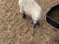 Widder, Tsigai sheep — Foto 4