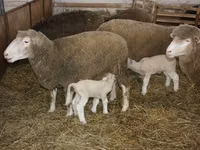 كبش, Dorset horn sheep — الصورة 3