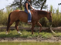 Hengst, Quarter Horse — Foto 4