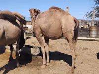 骆驼（批次，未指定性别）, Kazakh Bactrian camel — 照片 4