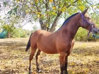 公马, Nonius horse — 照片 3