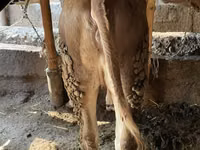 Dibi, Simmental cattle — sawirka 4