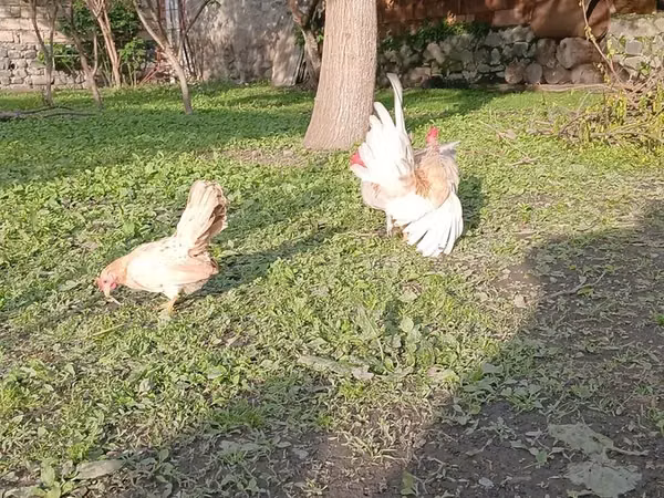 沙拉玛