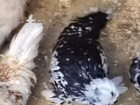 Chickens — 照片 2
