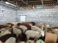 भेड़, Beulah Speckled face sheep — फ़ोटो 2