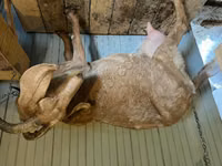 Goat, Saanen goat — photo 1