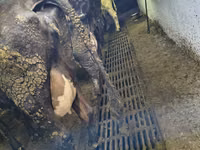 गाय, Russian Black pied cattle — फ़ोटो 1